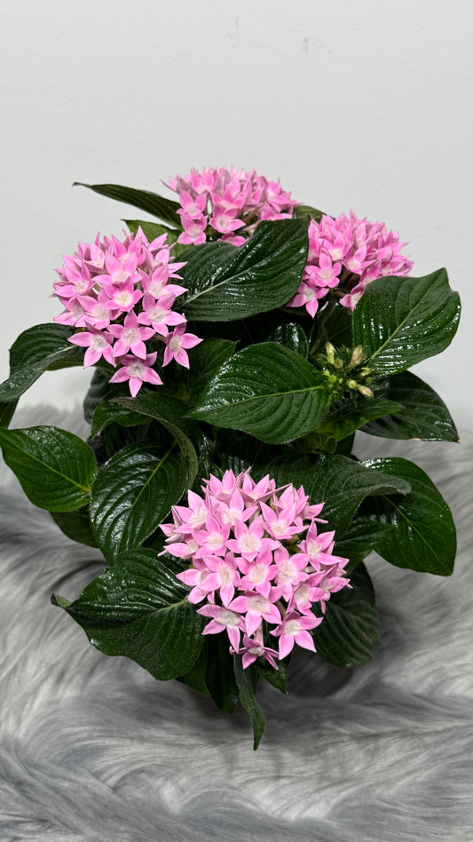 Pentas Lanceolata