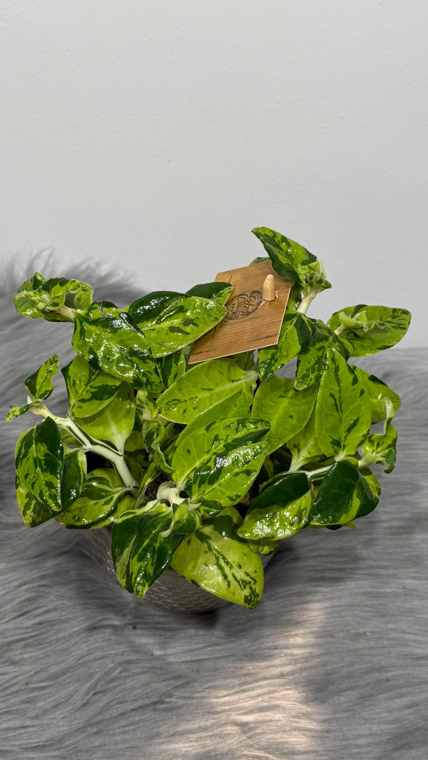 Pedilanthus tithymaloides