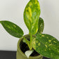 Philodendron Green Congo