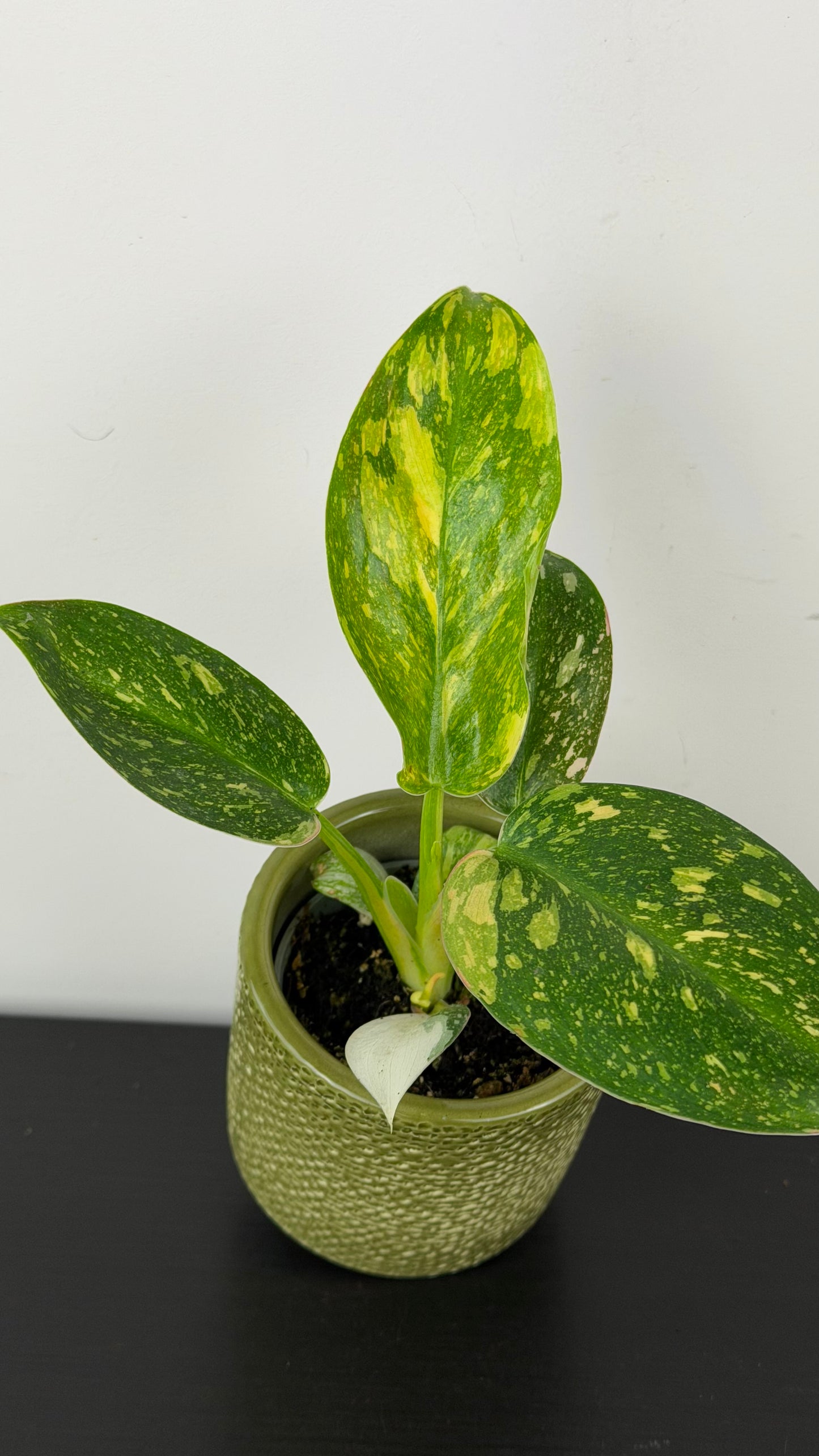 philodendron congo cats Philodendron Green Congo – www.augi-plants.lv
