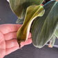 Philodendron gigas