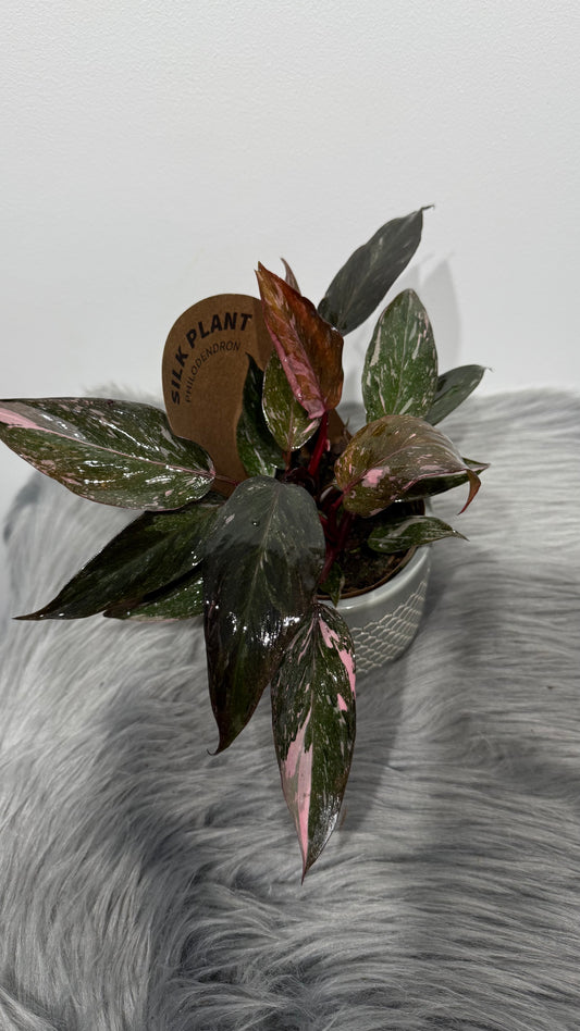 Philodendron Pink Princess Marble