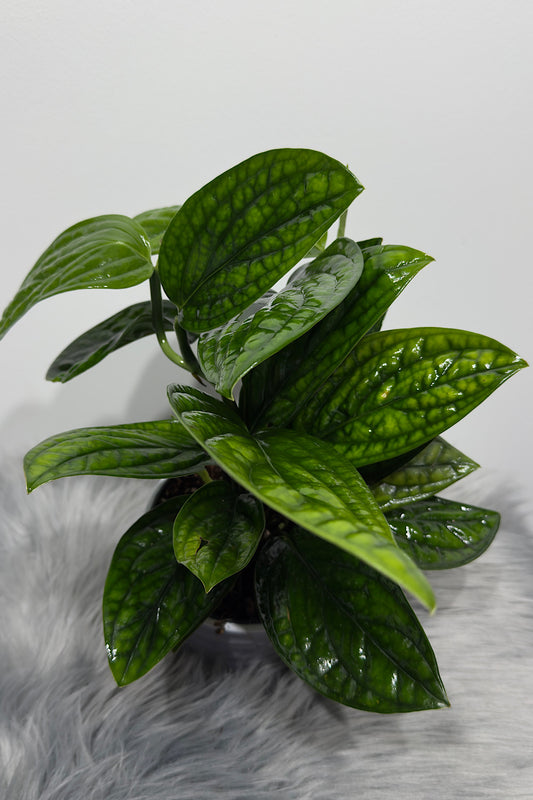Epipremnum pinnatum MARBLE PLANET