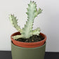 Euphorbia Lactea White Ghost