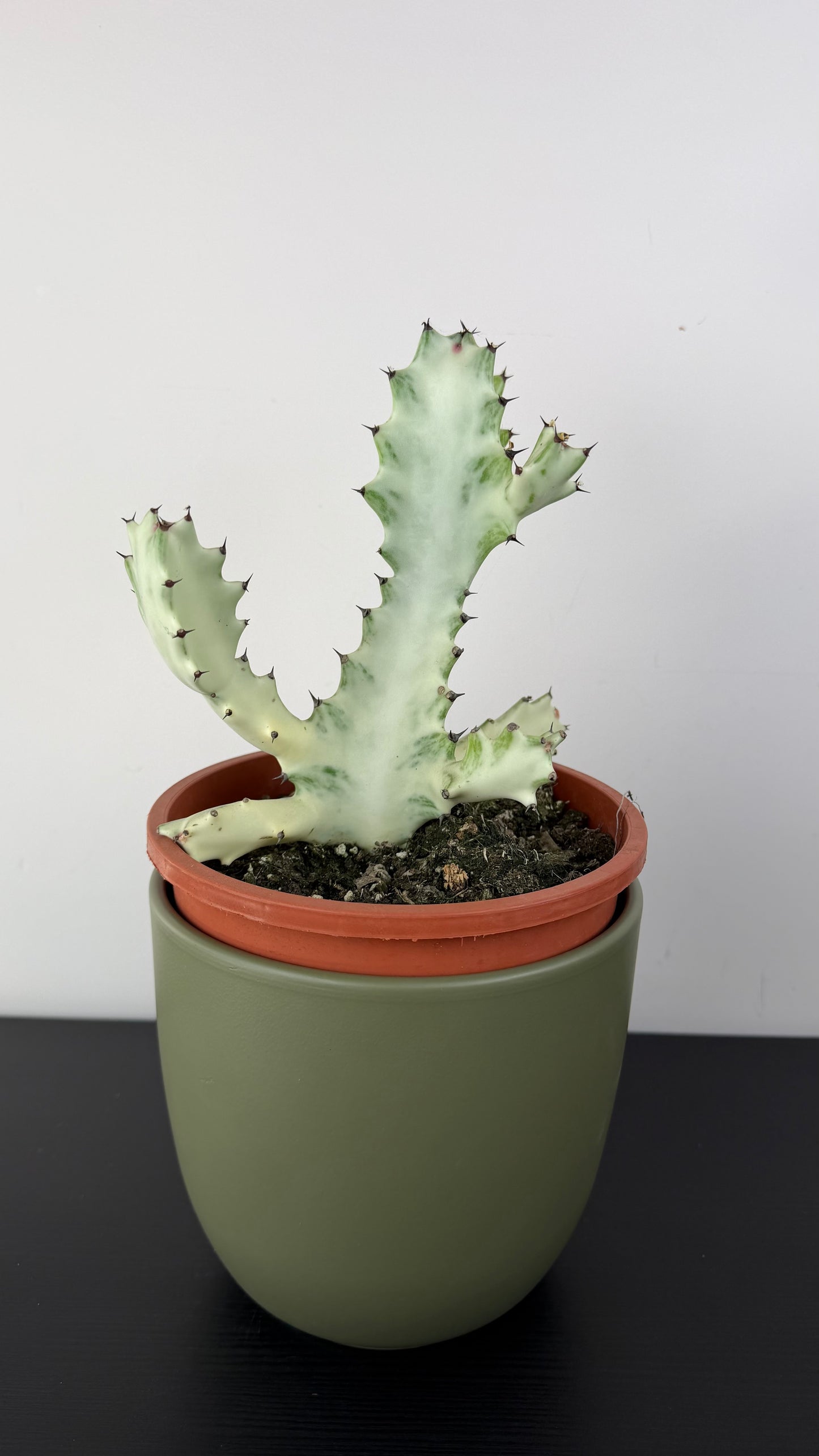 Euphorbia Lactea White Ghost