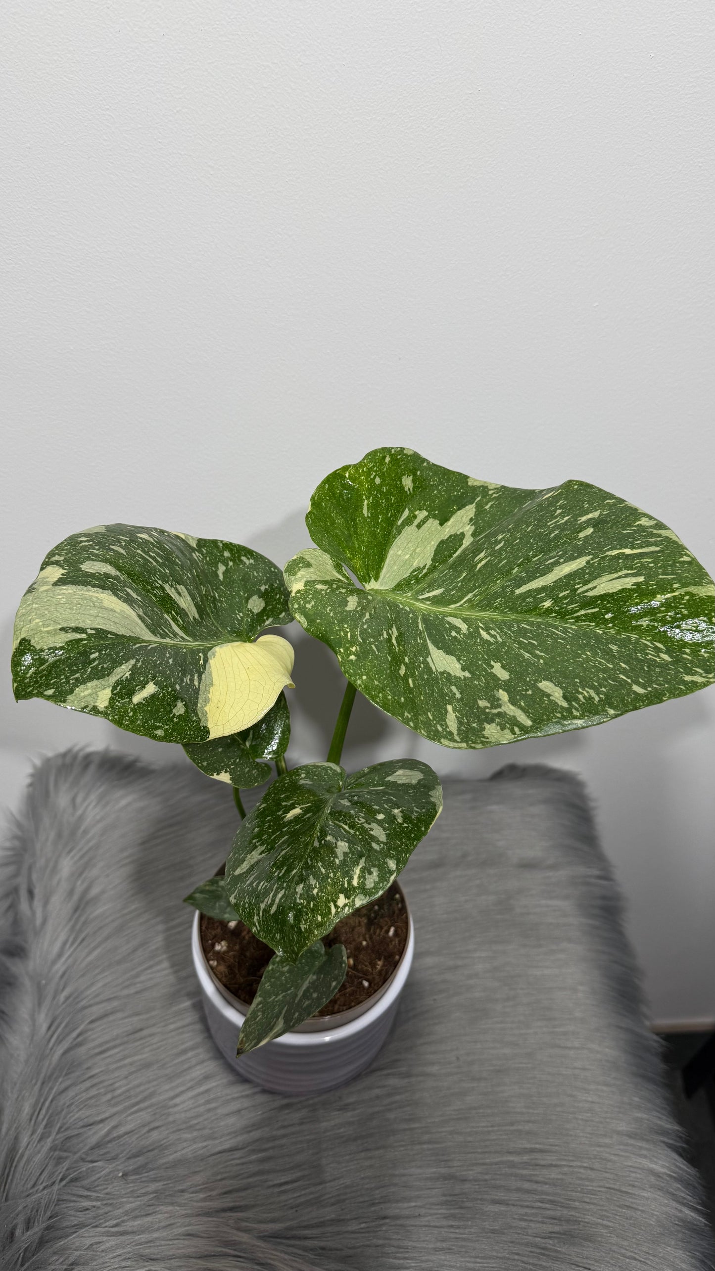 Monstera Thai Constellation