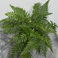 Fern 3