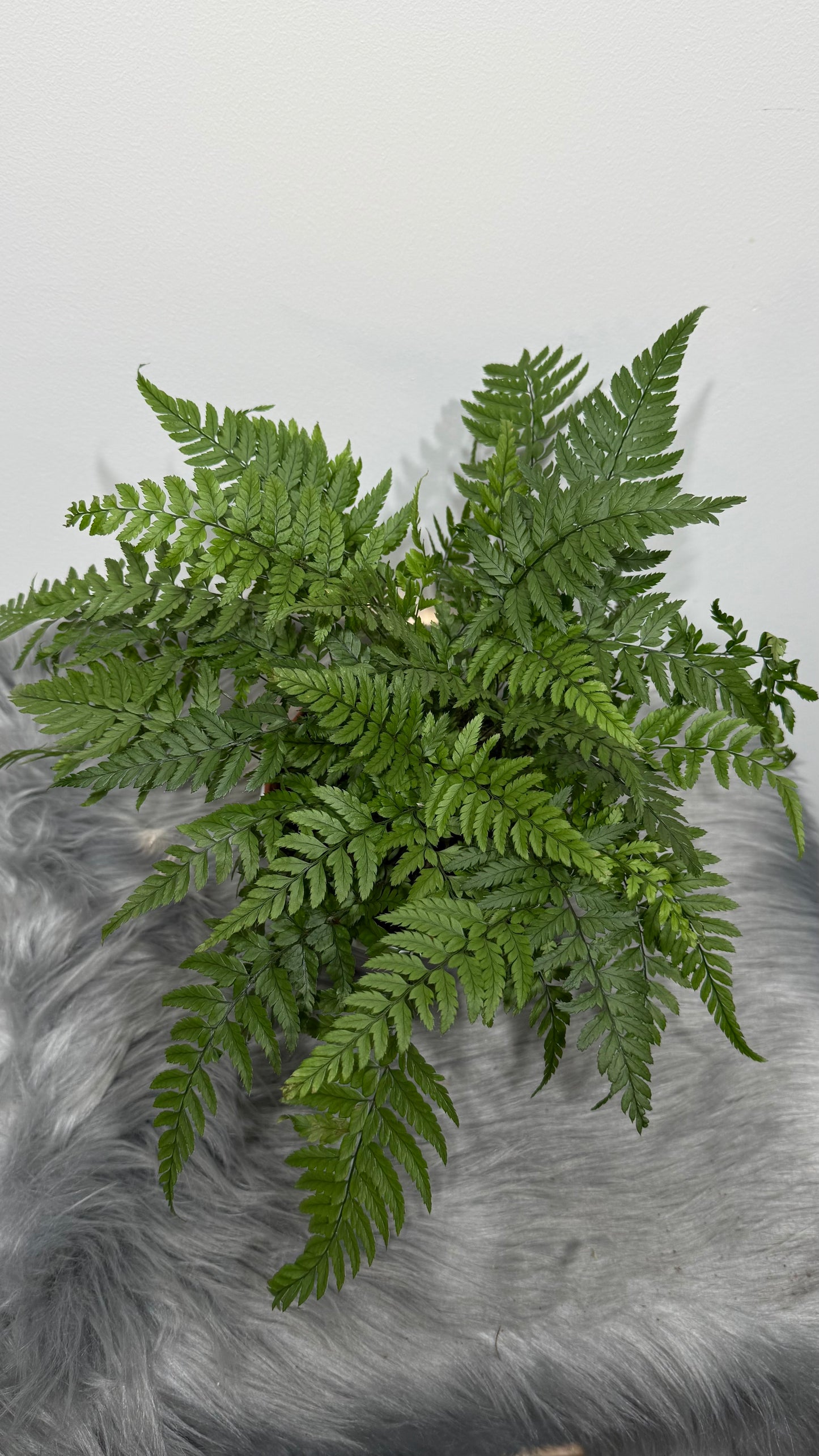 Fern 3