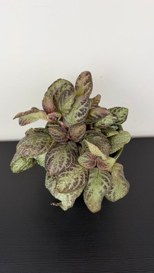 Episcia Tierra Plata