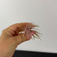 Tillandsia Air plant 8