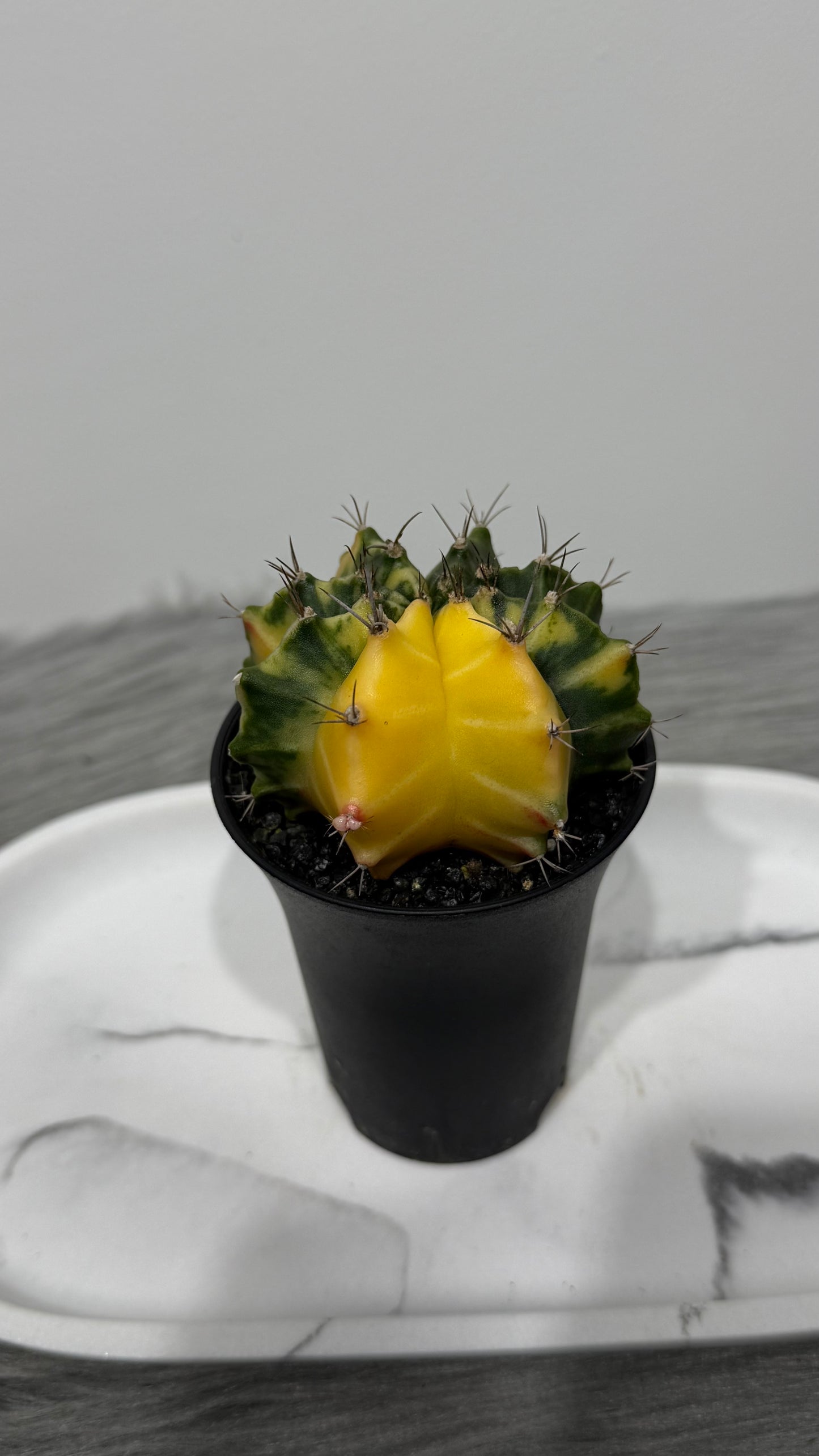 Gymnocalycium mihanovichii variegata