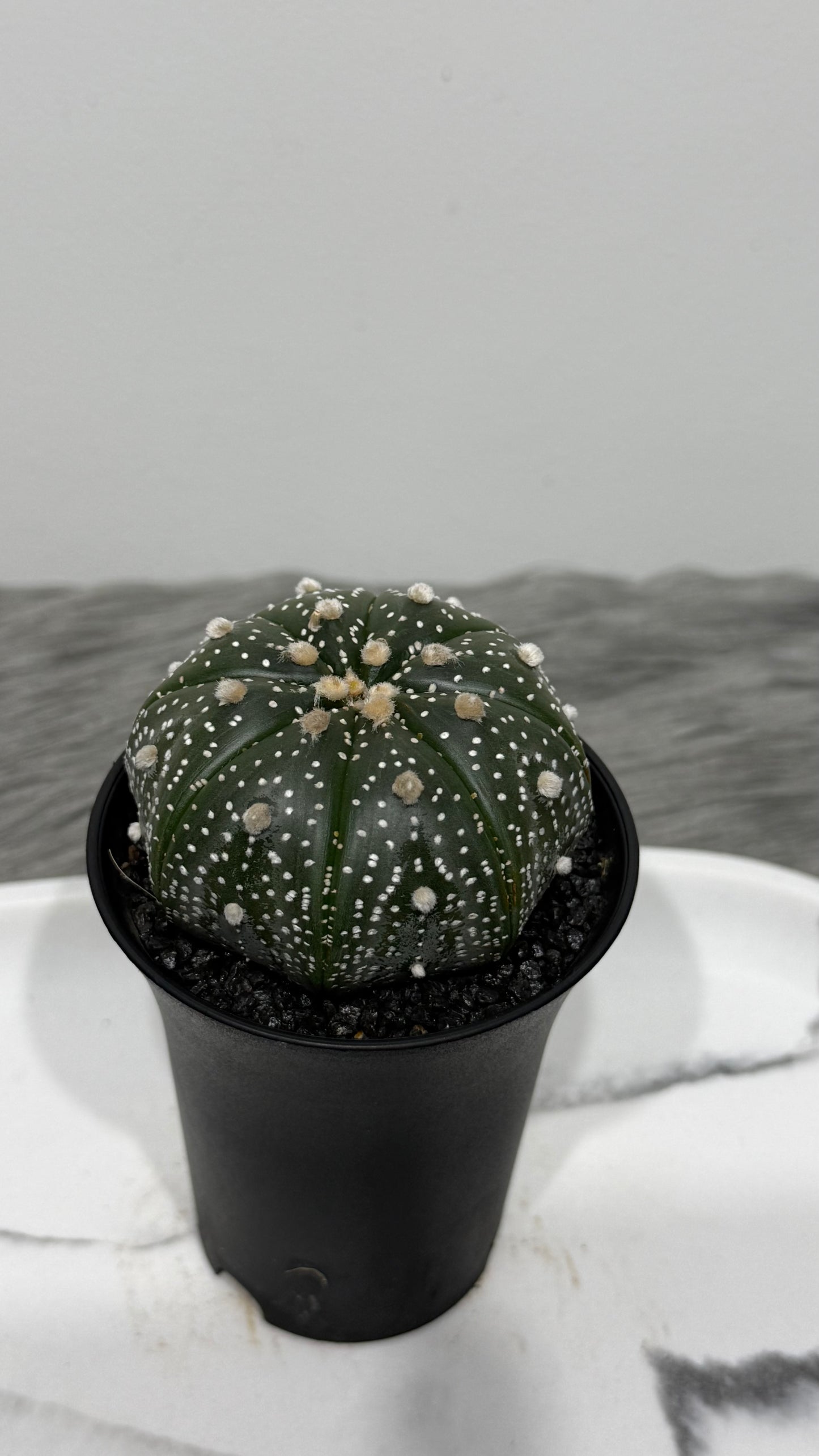 Astrophytum Asterias