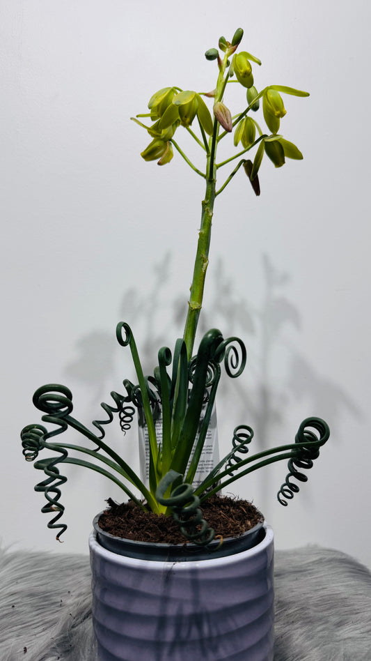 Albuca Friz Sizzle