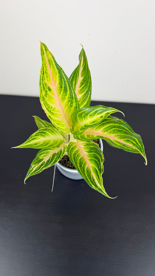 Aglaonema 12