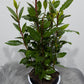 Laurus Nobilis