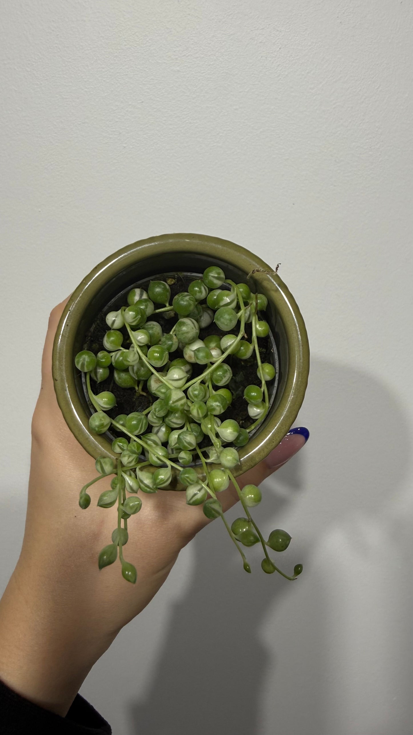 Senecio Rowleyanus Variegata