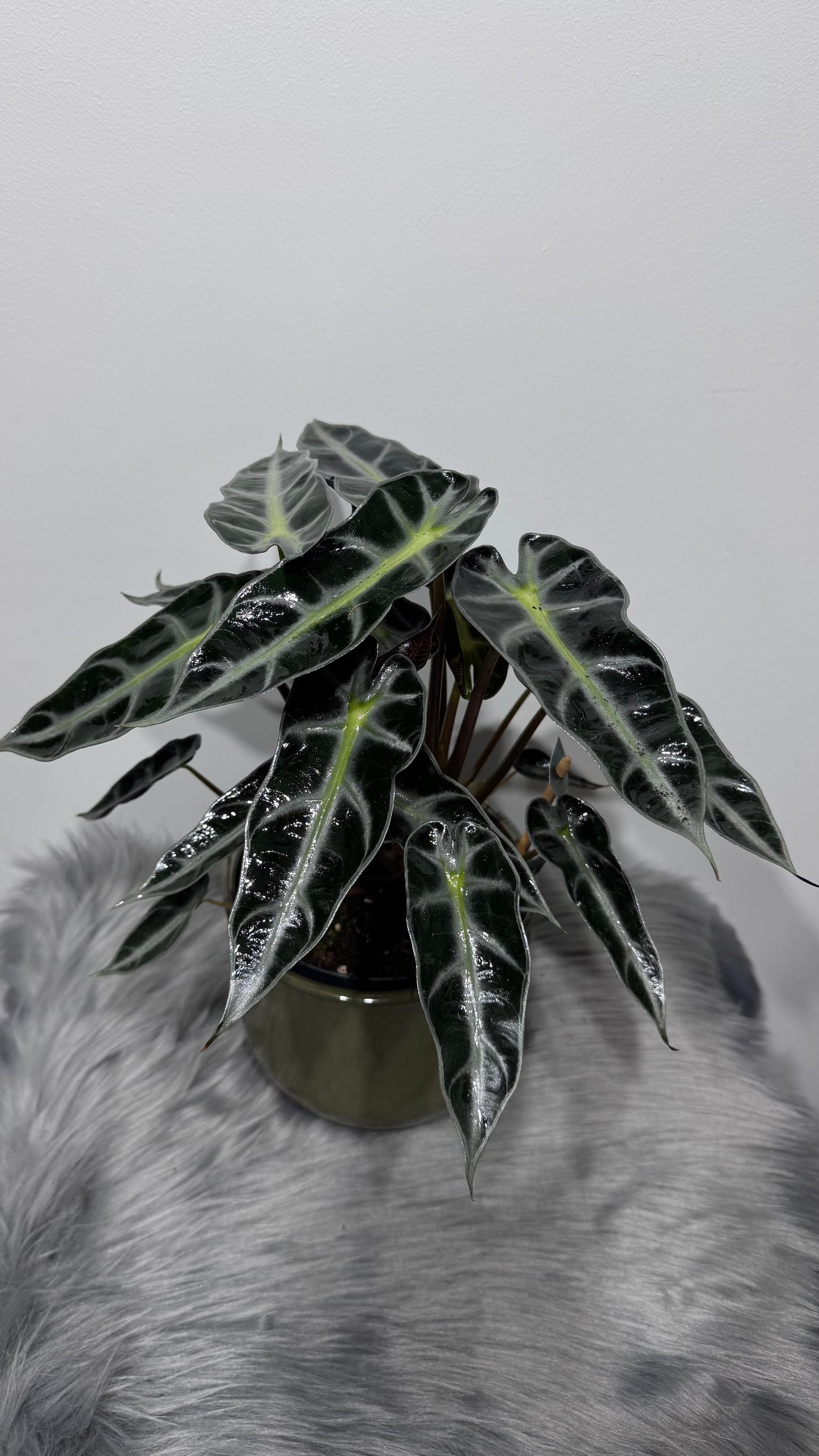 Alocasia Bambino Arrow