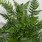 Polystichum Tsussime