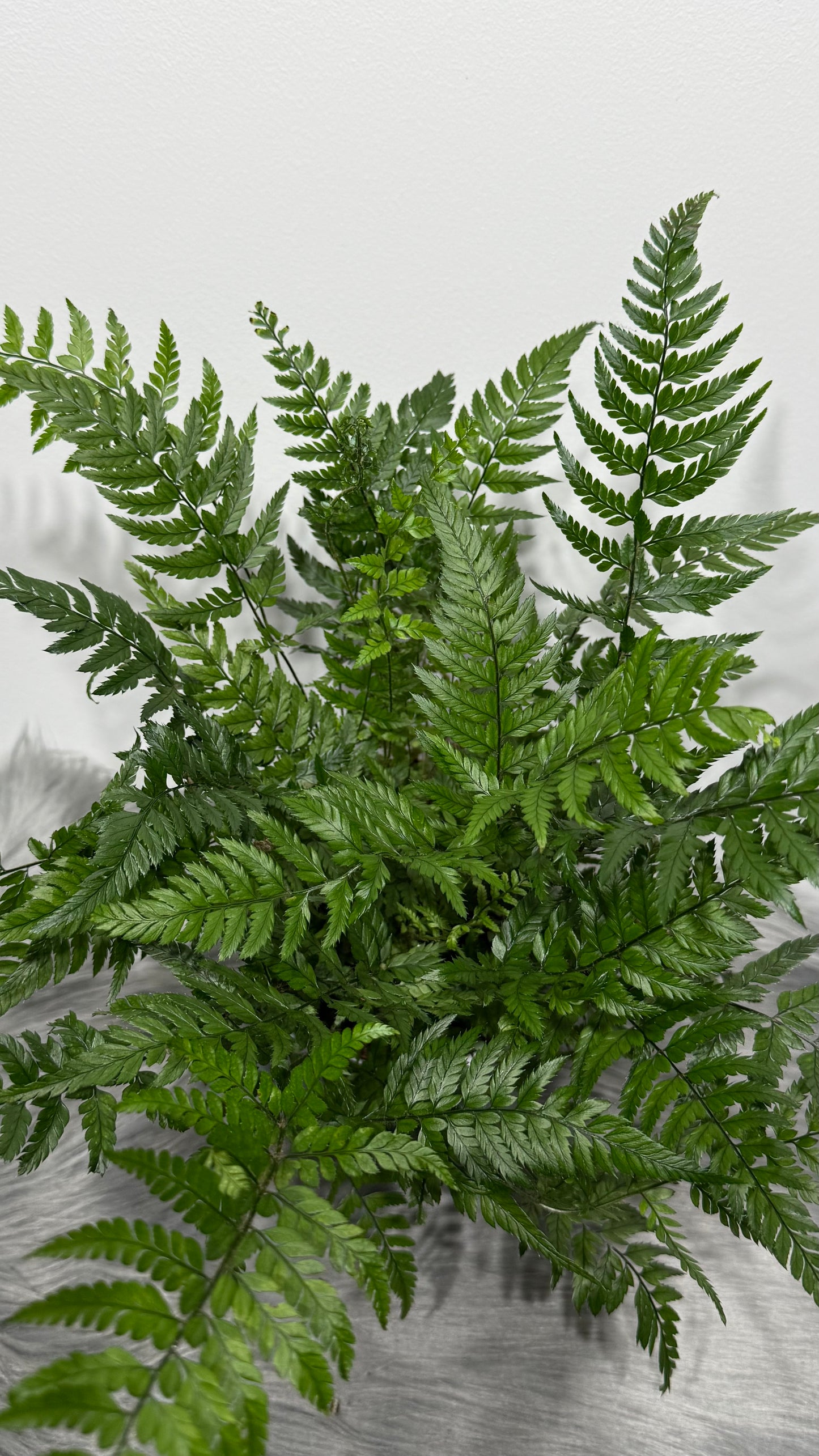Polystichum Tsussime