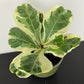 Ficus Lyrata Variegata