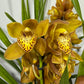 Cymbidium 1