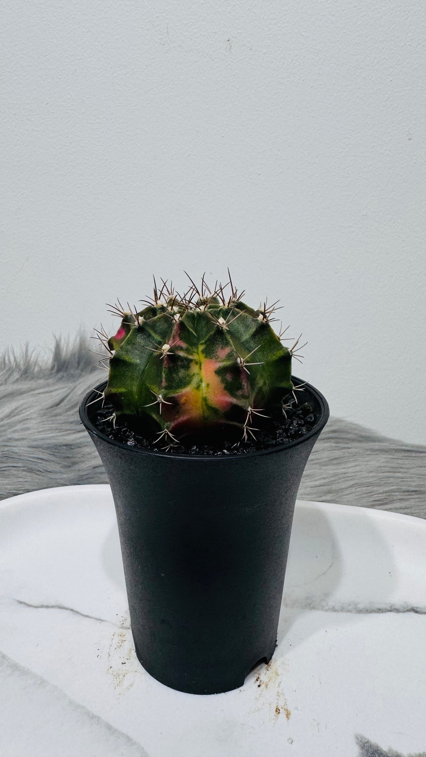Gymnocalycium mihanovichii variegata