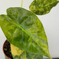 Alocasia Wentii Aurea