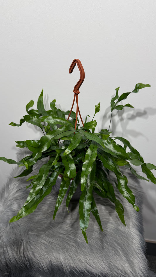 Microsorum Diversifolium