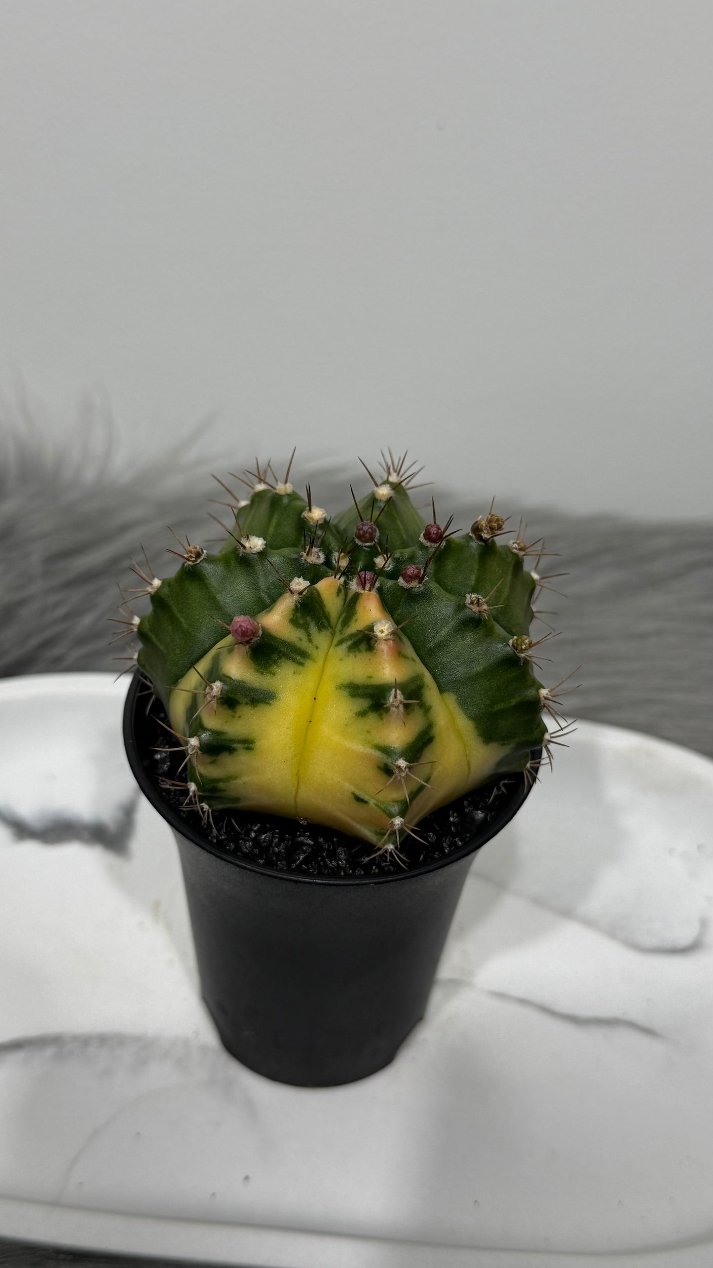 Gymnocalycium mihanovichii variegata