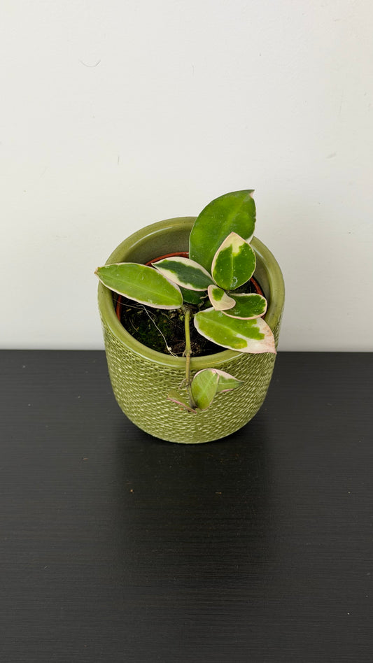 Hoya lacunosa Asami