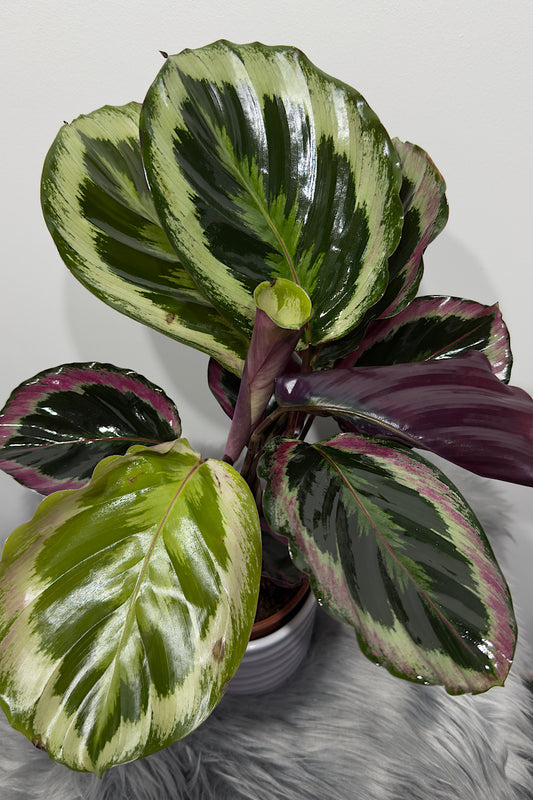 Calathea 4