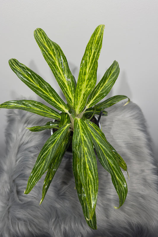 Aglaonema 11