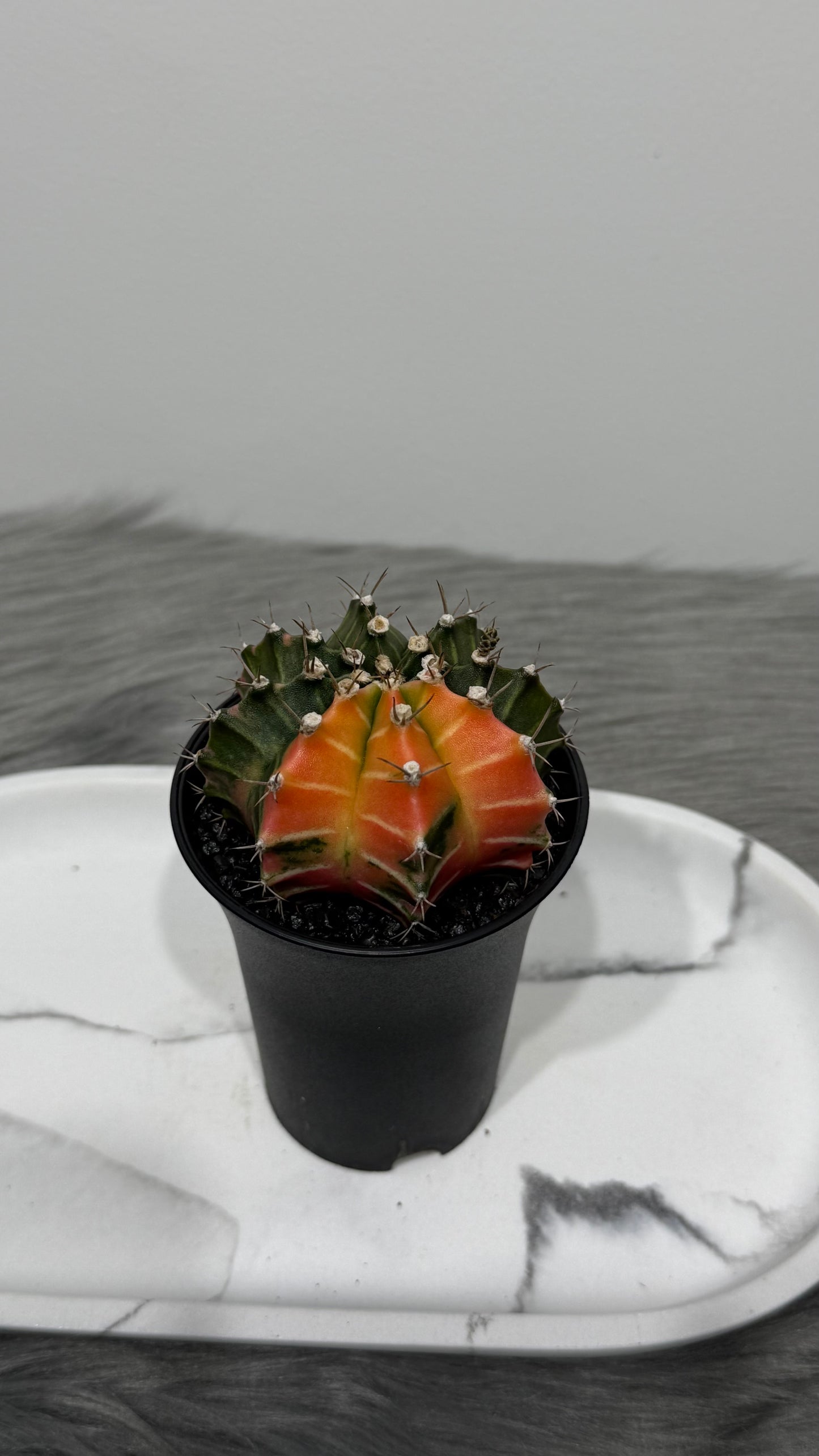 Gymnocalycium mihanovichii variegata