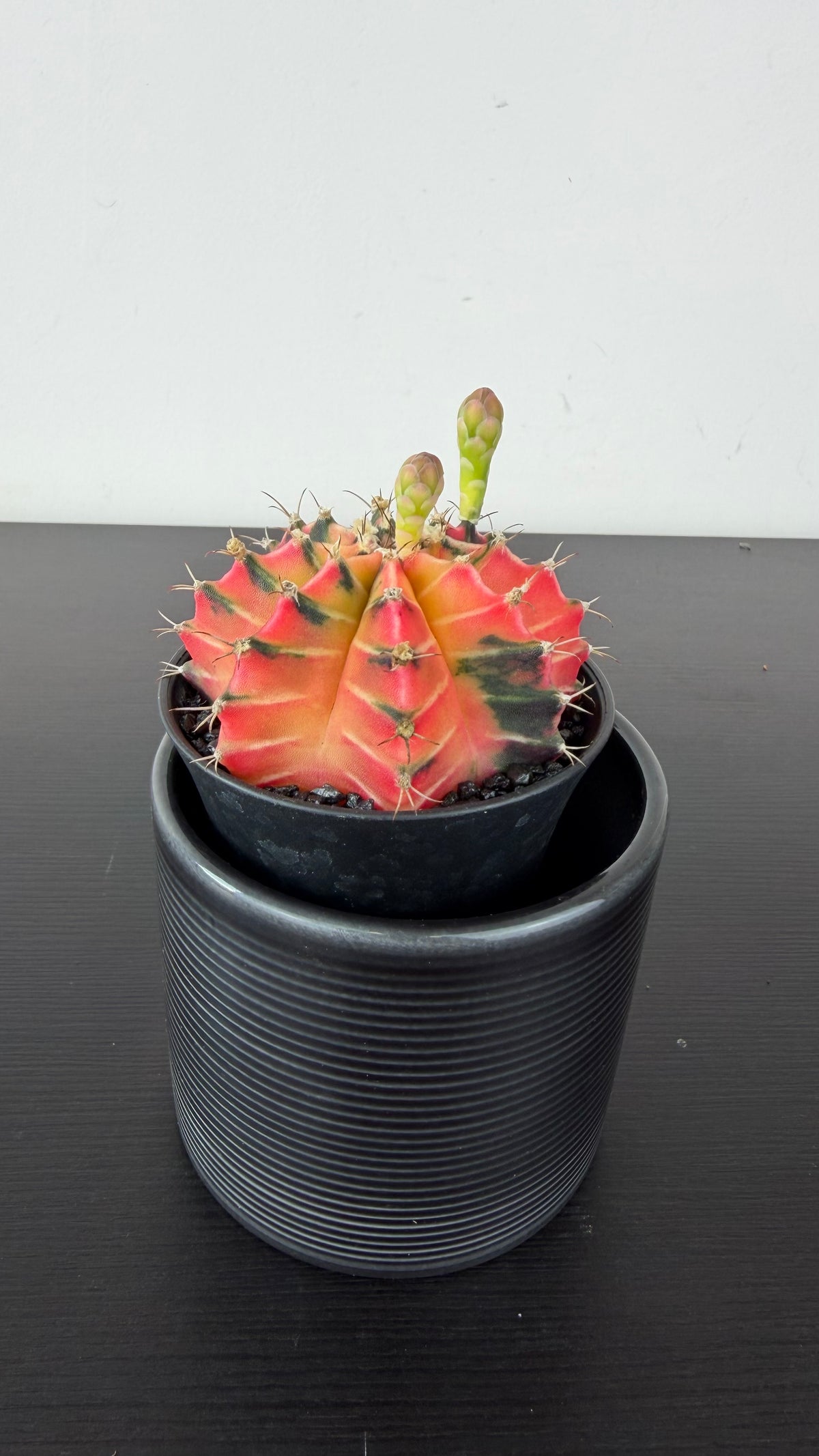 Gymnocalycium mihanovichii variegata