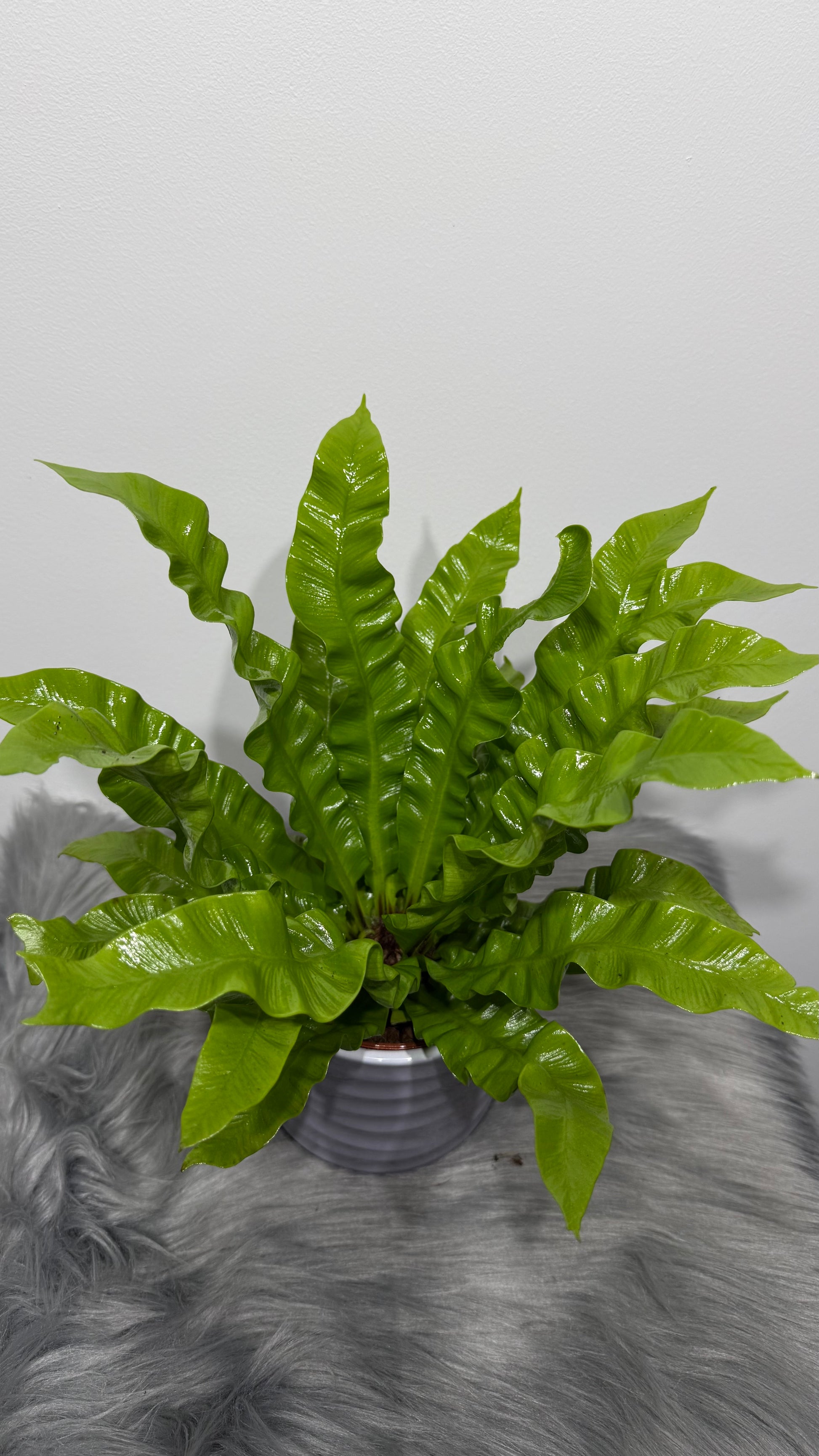 bird's nest fern crispy wave Asplenium Nidus Crispy Wave – www.augi-plants.lv