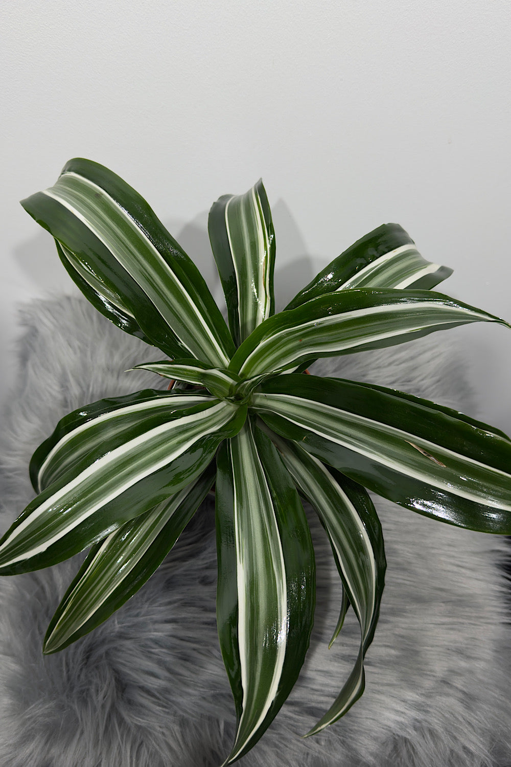 Dracaena 3