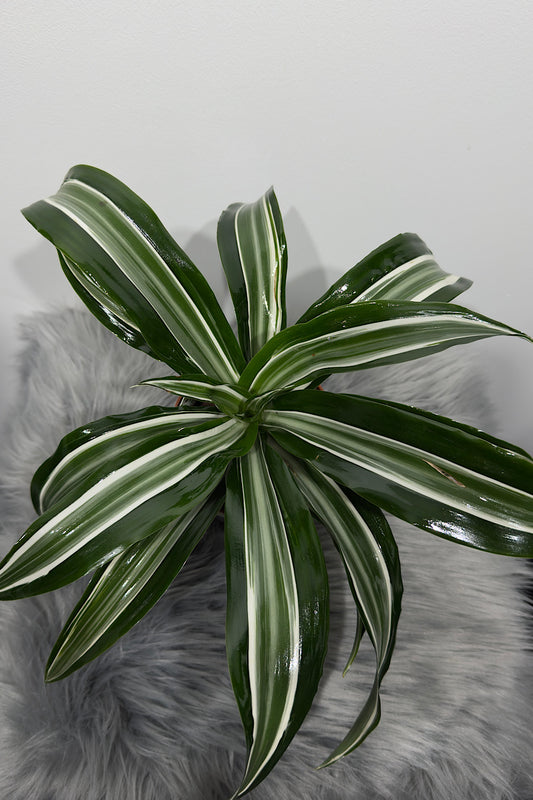 Dracaena 3