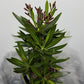 Oleander