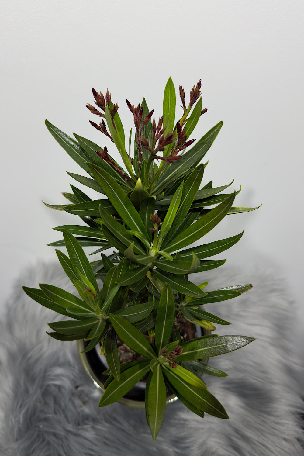 Oleander