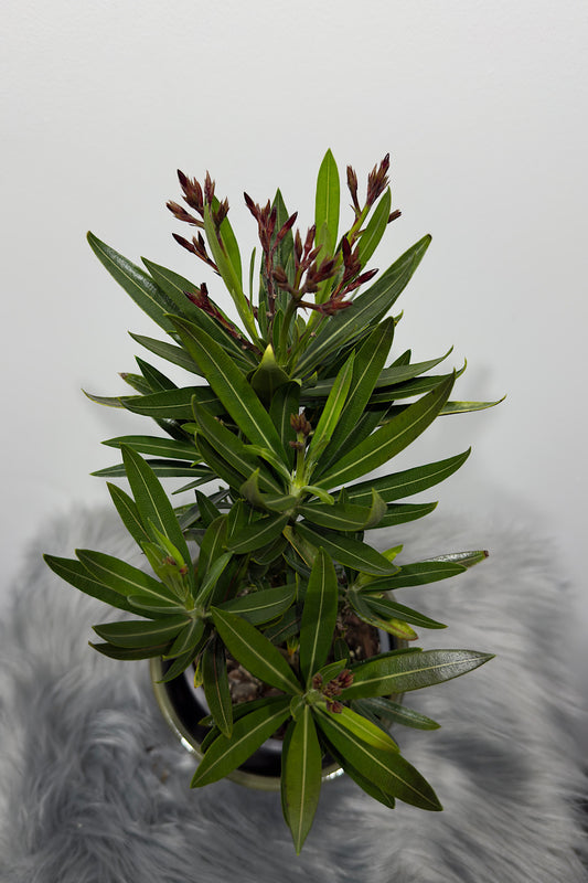 Oleander