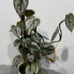 Philodendron Brandtianum