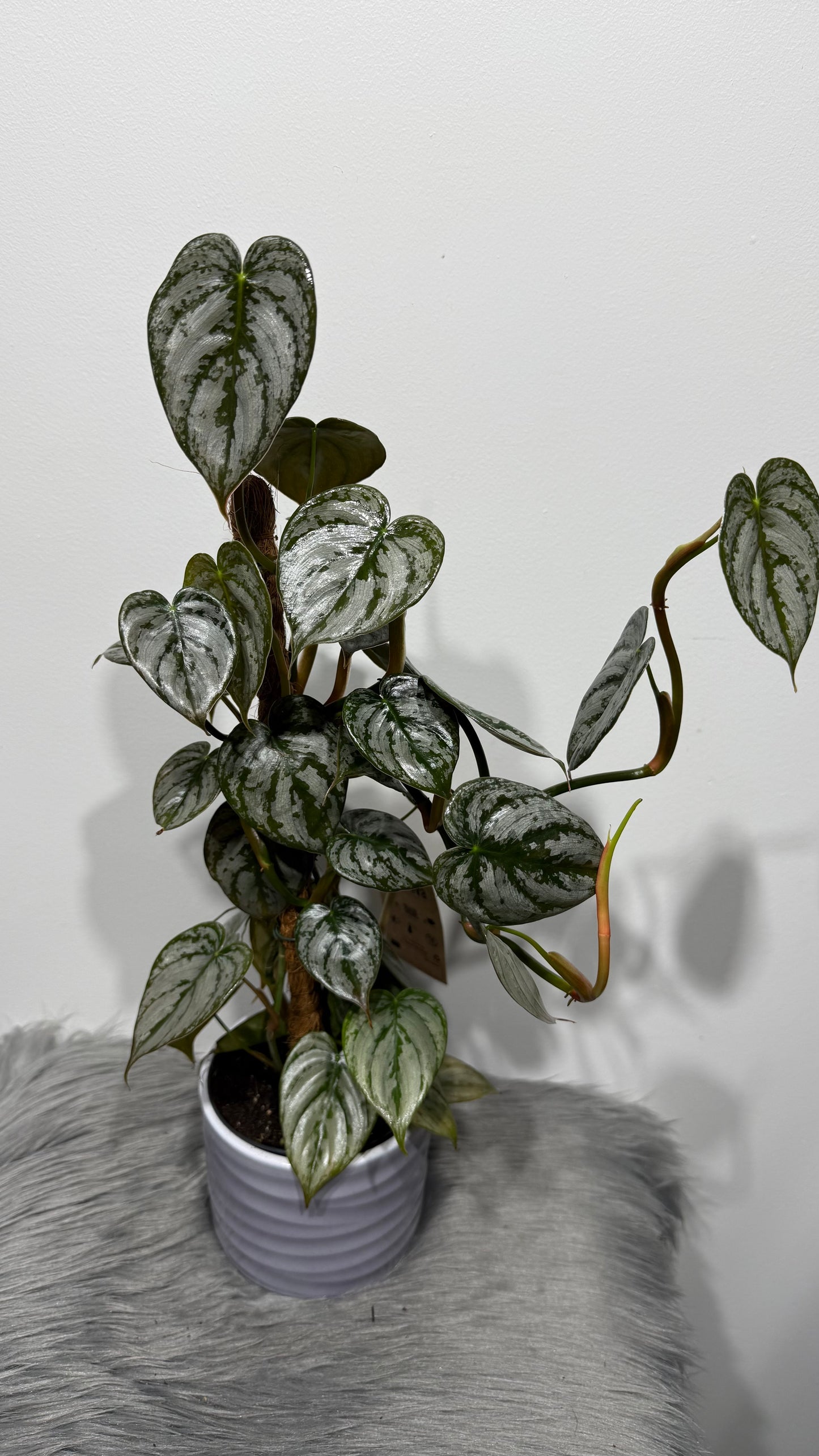 Philodendron Brandtianum