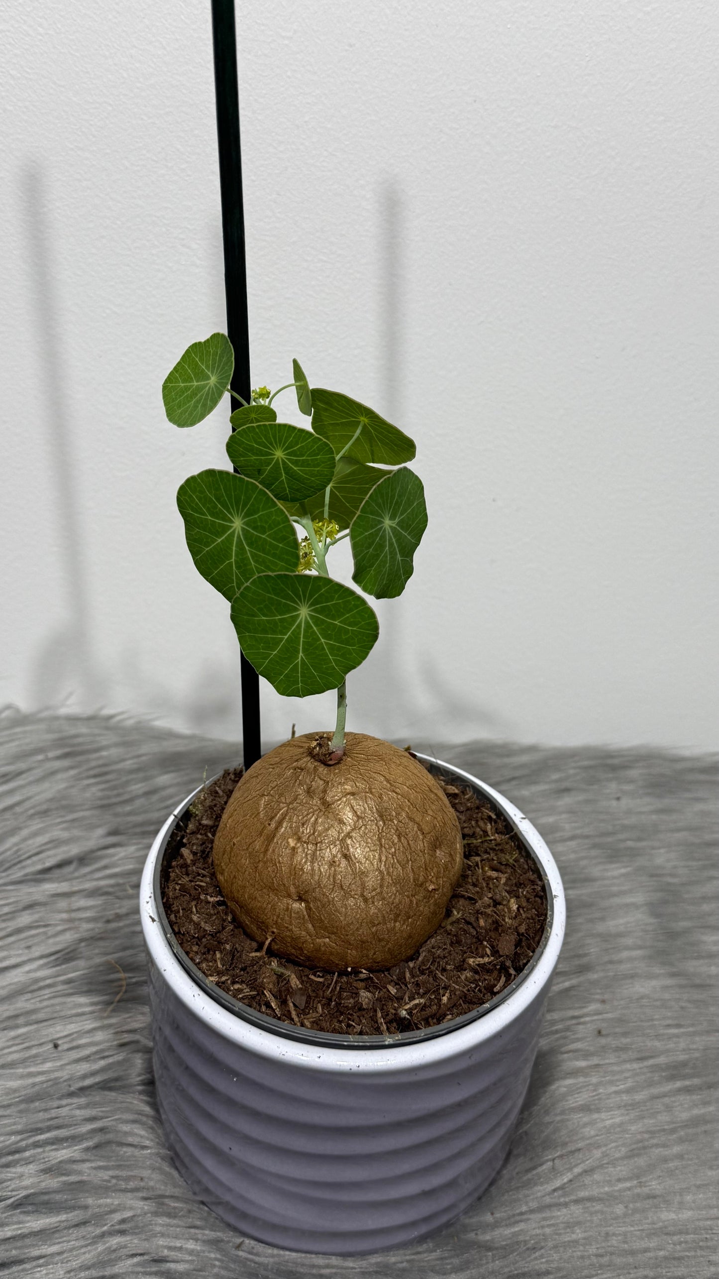 Stephania Pierrei Erecta