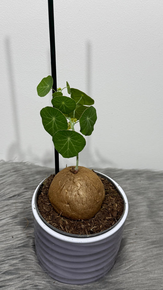 Stephania Pierrei Erecta