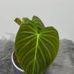Philodendron Splendid