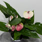 Anthurium White and Pink