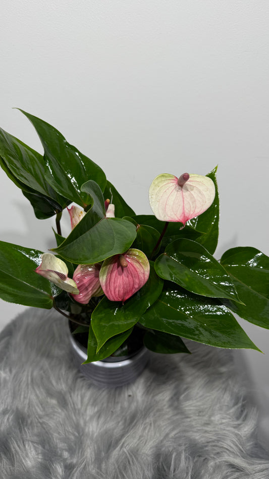 Anthurium White and Pink