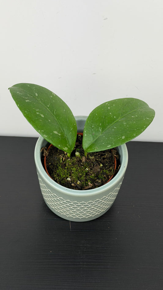 Hoya Lai Chau