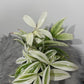 Dracaena Surculosa Godseffiana Silver