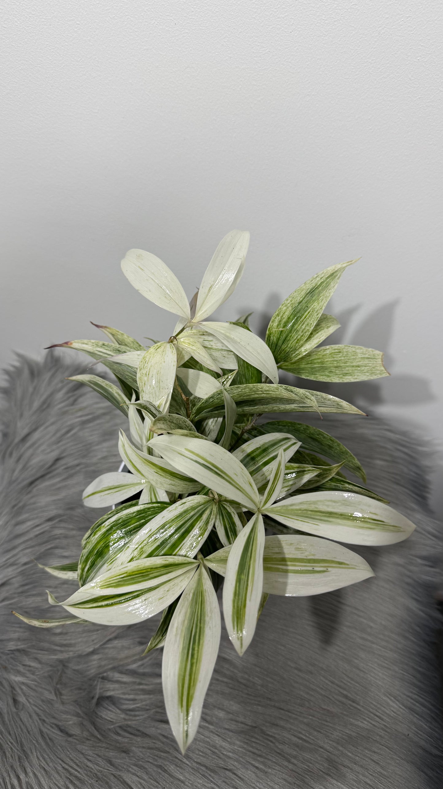 Dracaena Surculosa Godseffiana Silver